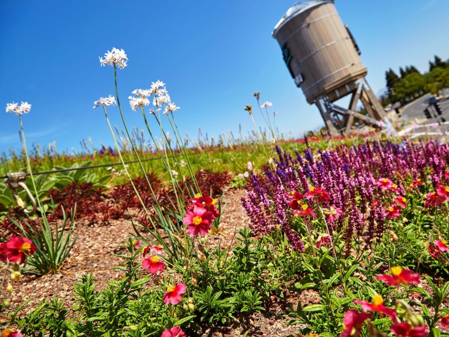 Picture outside of Amy's Drive Thru Restaurant of blooming flowers