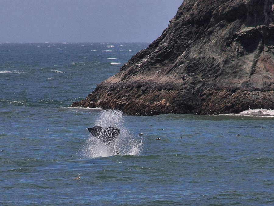 A whale splashes in the ocean off of the Sonoma Coast, Sonoma County