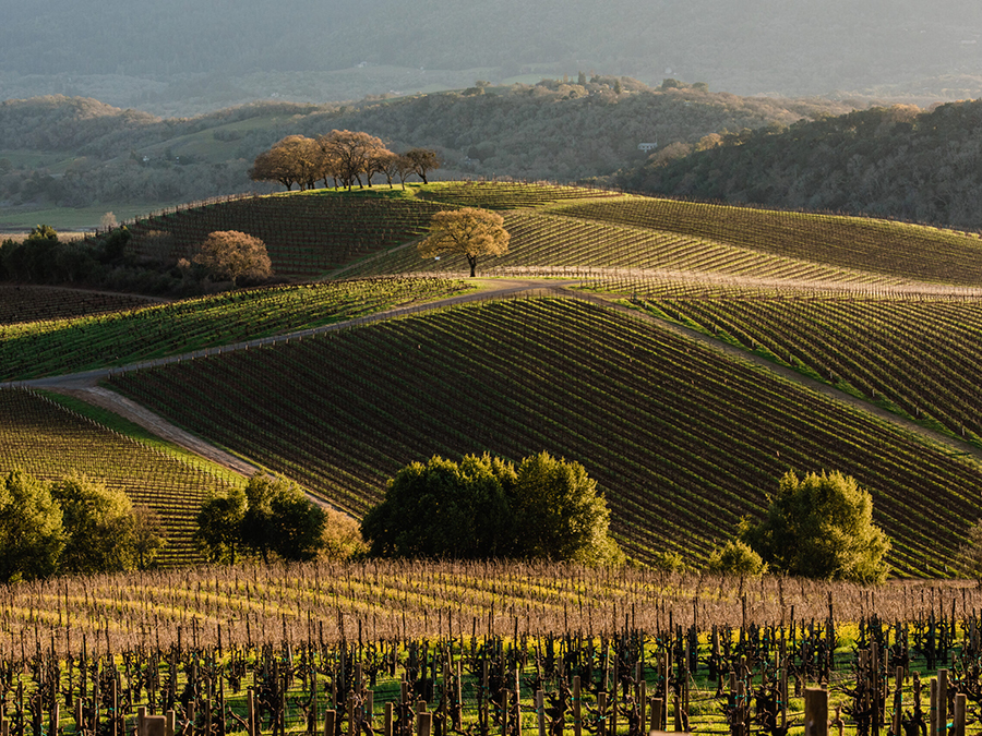 Kunde Winery in Sonoma County 