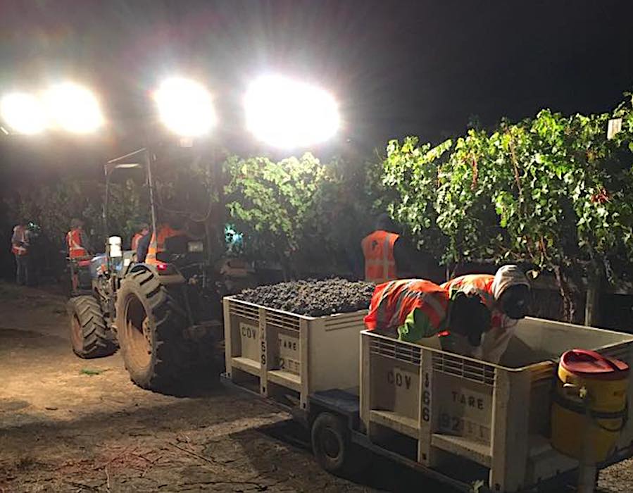 Ripe grapes are generally harvested at night or in the early morning