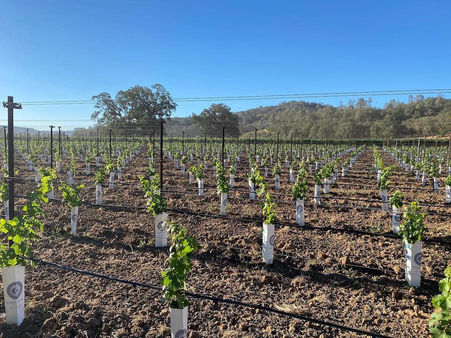 Baby grapevines protected from early spring cold by plastic cartons 