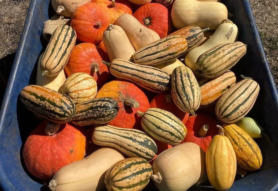 Winter squash and pumpkins at the Healdsburg Farmers Market