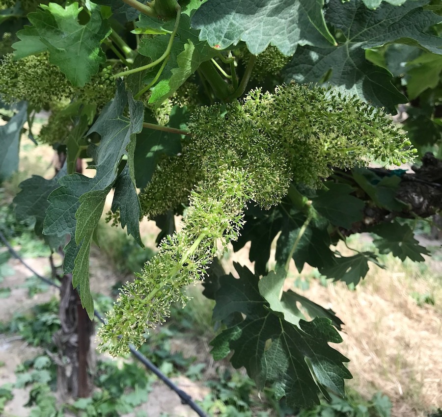 The flowering stage is also called bloom