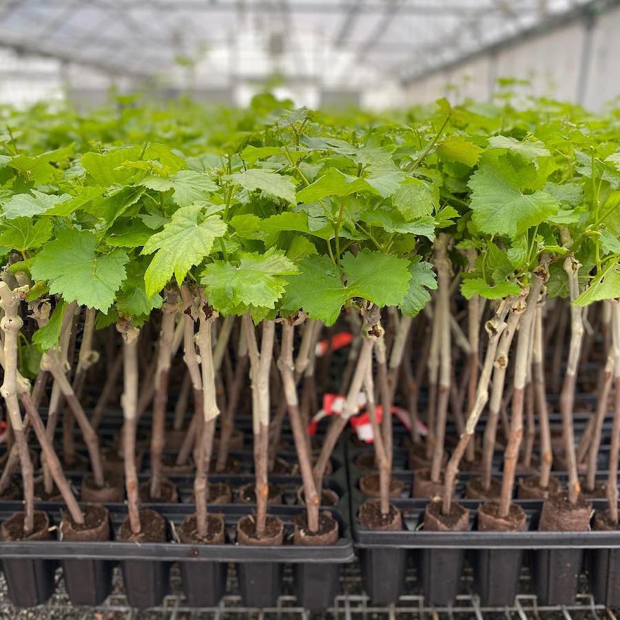 Baby grapevines growing in a vine nursery