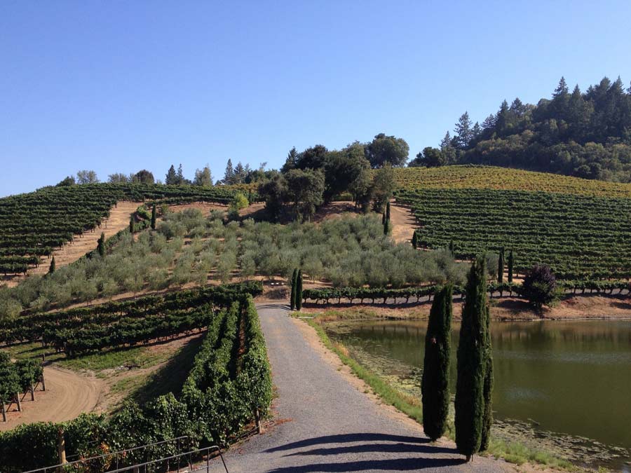 Vineyards at A. Rafanelli Winery in Healdsburg