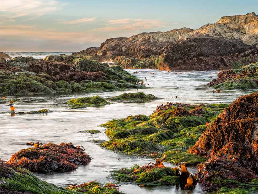 A photograph of the coast and seaweed in the settgin sun