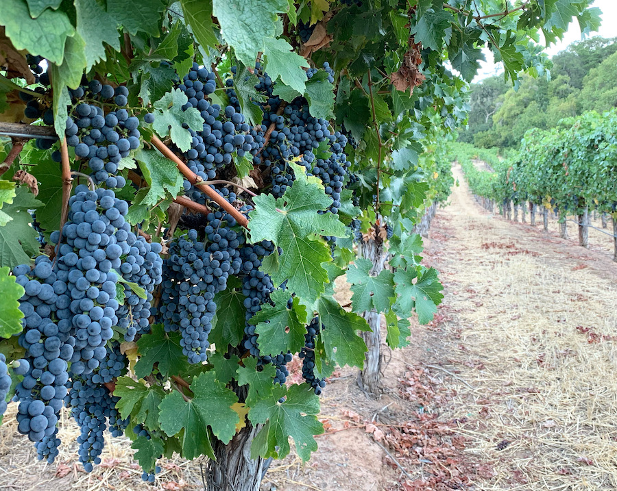 When the grapes are finally ripe, it's harvest time! — Photo by Melanie Wynne