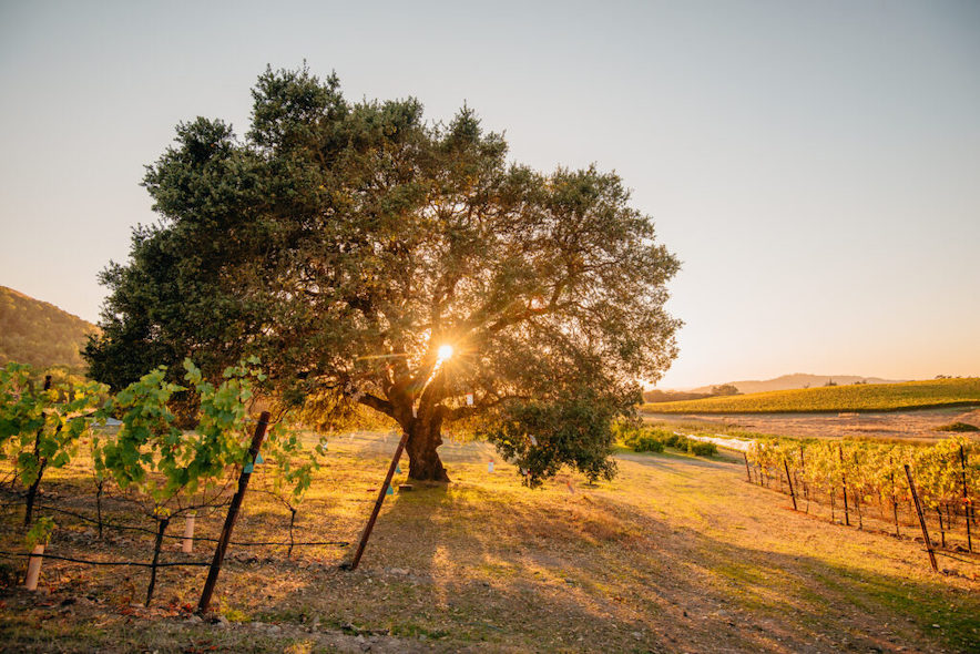 Wishing Tree at Belden Barns—Photo by Adam Decker