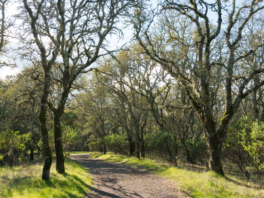 Foothill Regional Park has oaks and meandering pathways