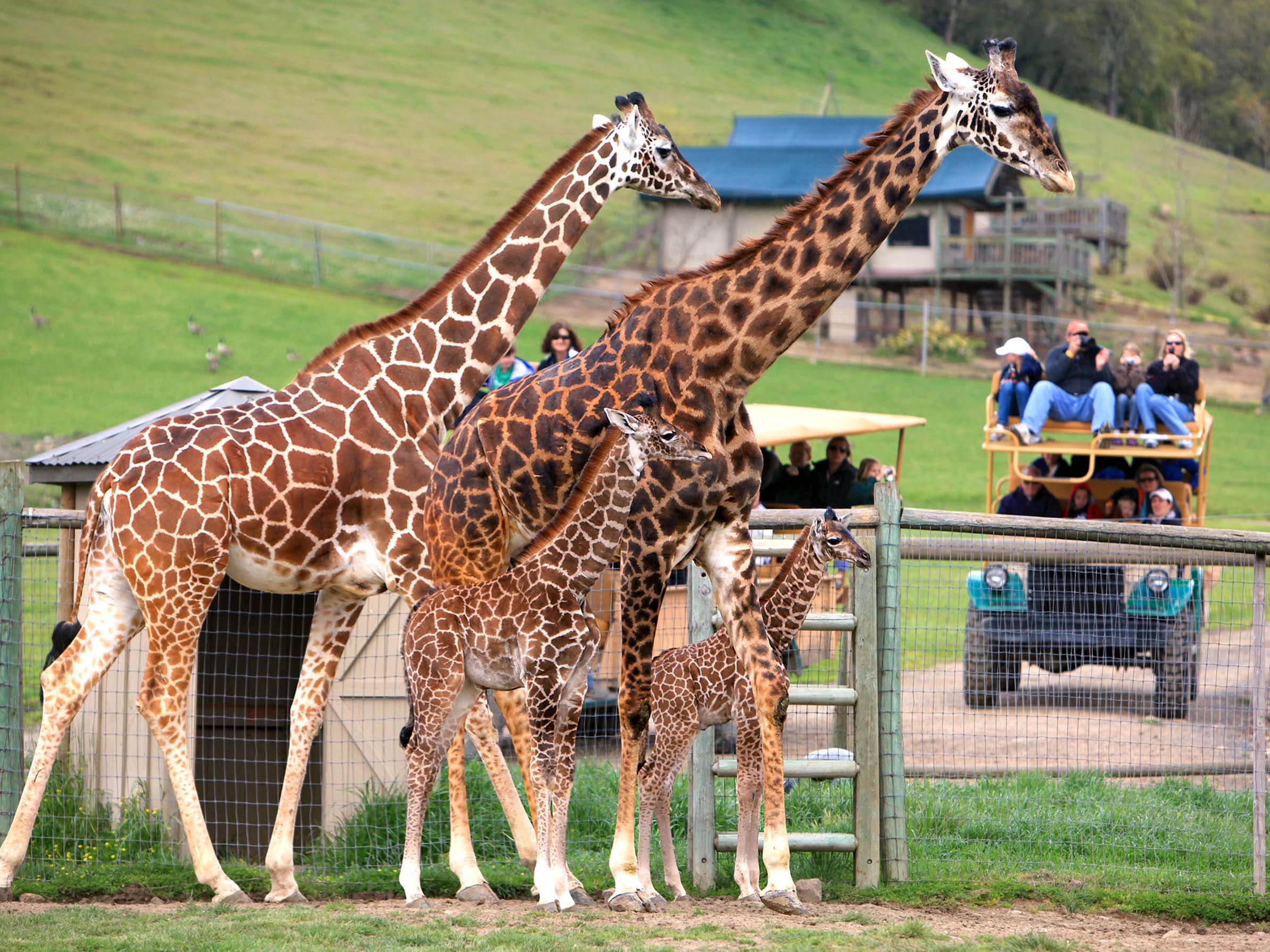 A safari jeeps looks out onto giraffes