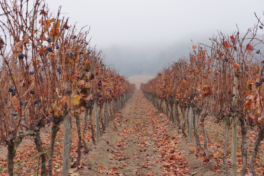 On winter mornings, thick mists settle over Sonoma County's dormant vineyards 