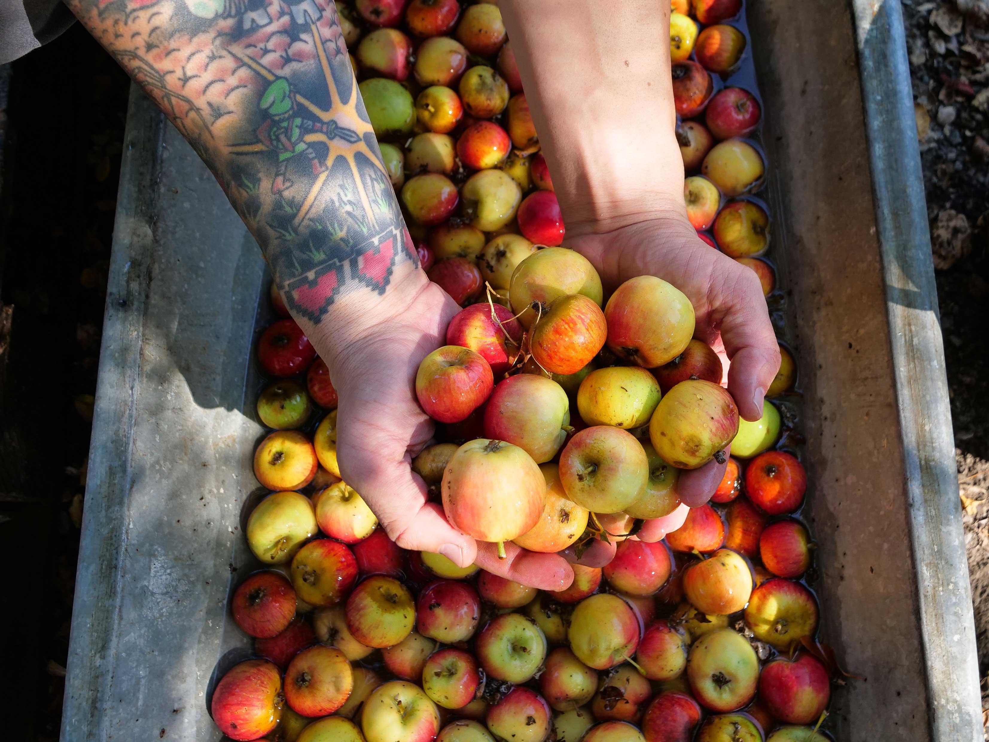 Ethic Cider in Sebastopol, CA