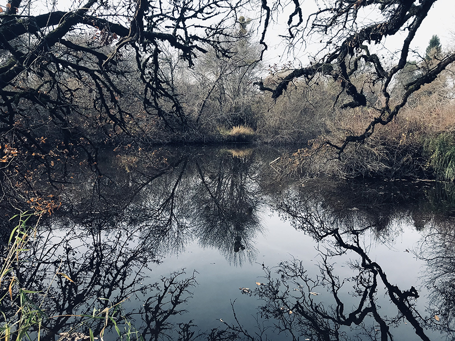 Trees and water