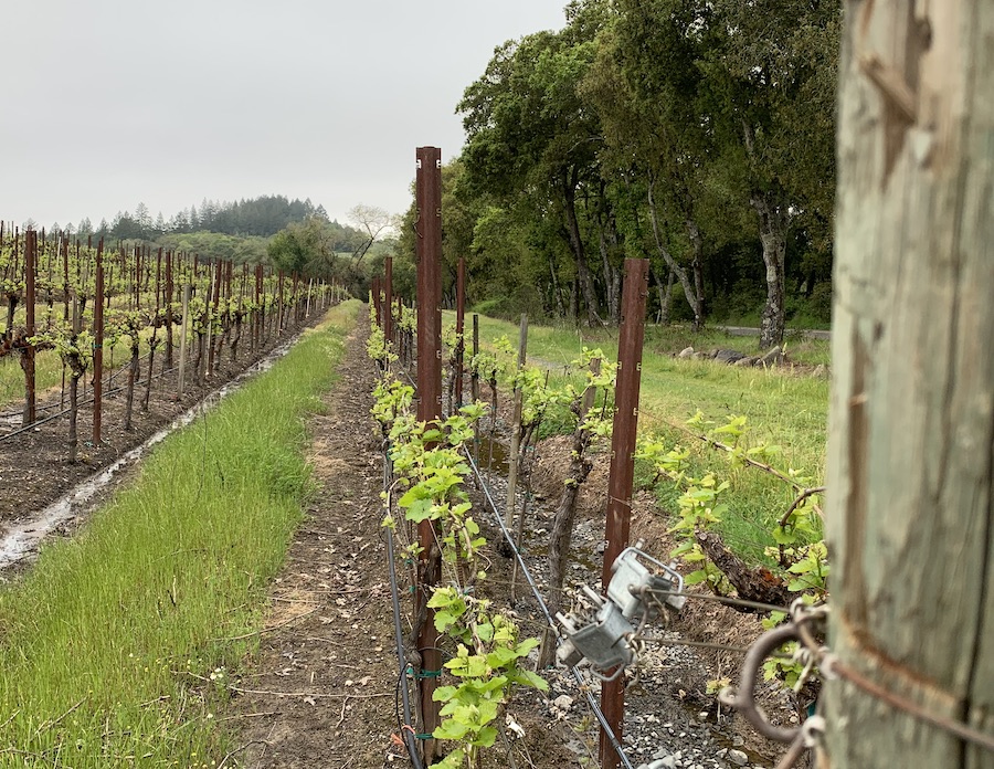 Planting a new vineyard