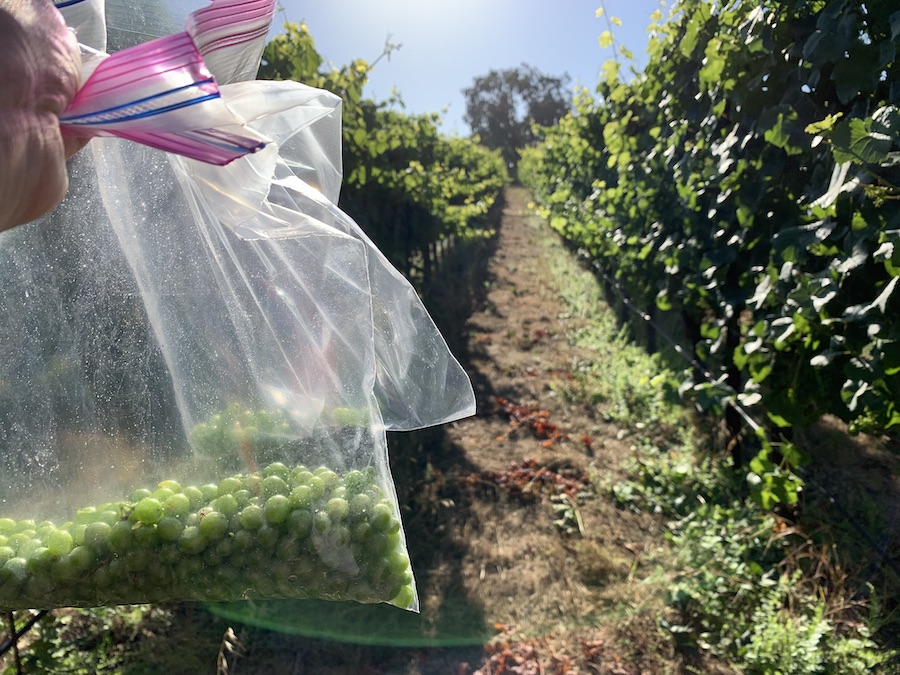 Throughout veraison, winery staff will sample berries from each vineyard row, then test their development — Photo by Melanie Wynne