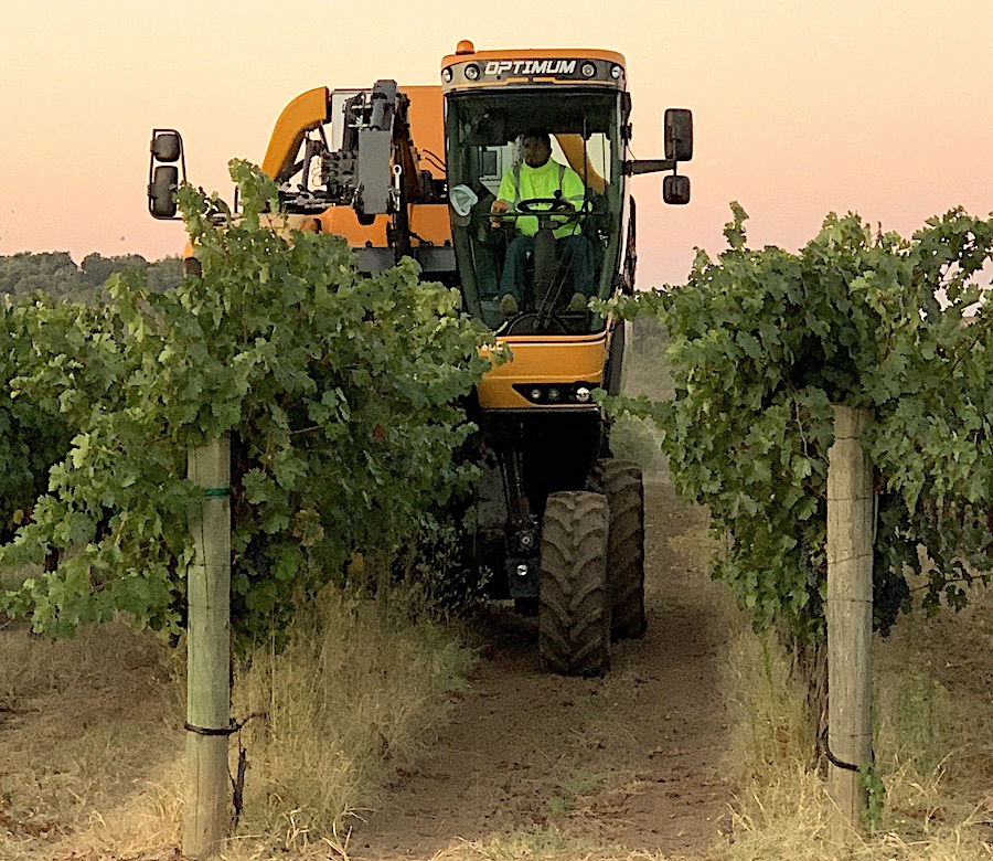 Machine harvester in a vineyard 