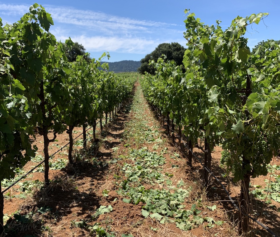 During leafing, 20% of the grapevine canopy is removed to let air circulate — Photo by Melanie Wynne