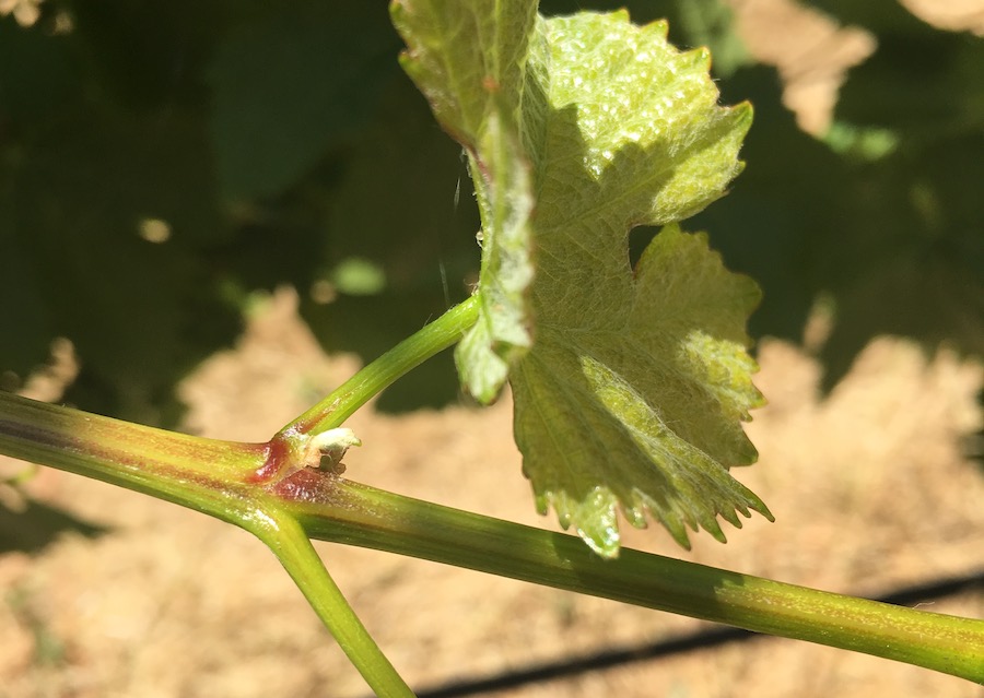 The goal of pruning is the proper balance of leaf shoots and floral buds 