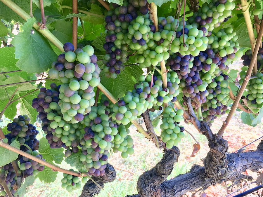 In French, the term veraison means "change of the color of the grapes" 