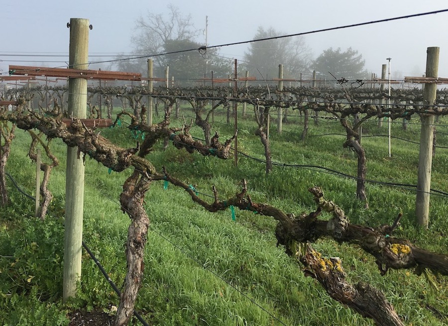 Though a pruned vineyard looks bare, important growth is happening — Photo by Melanie Wynne