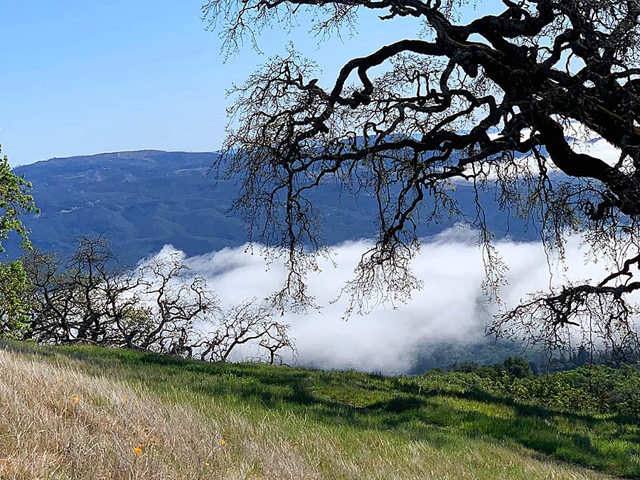 Jack London State Park Hike