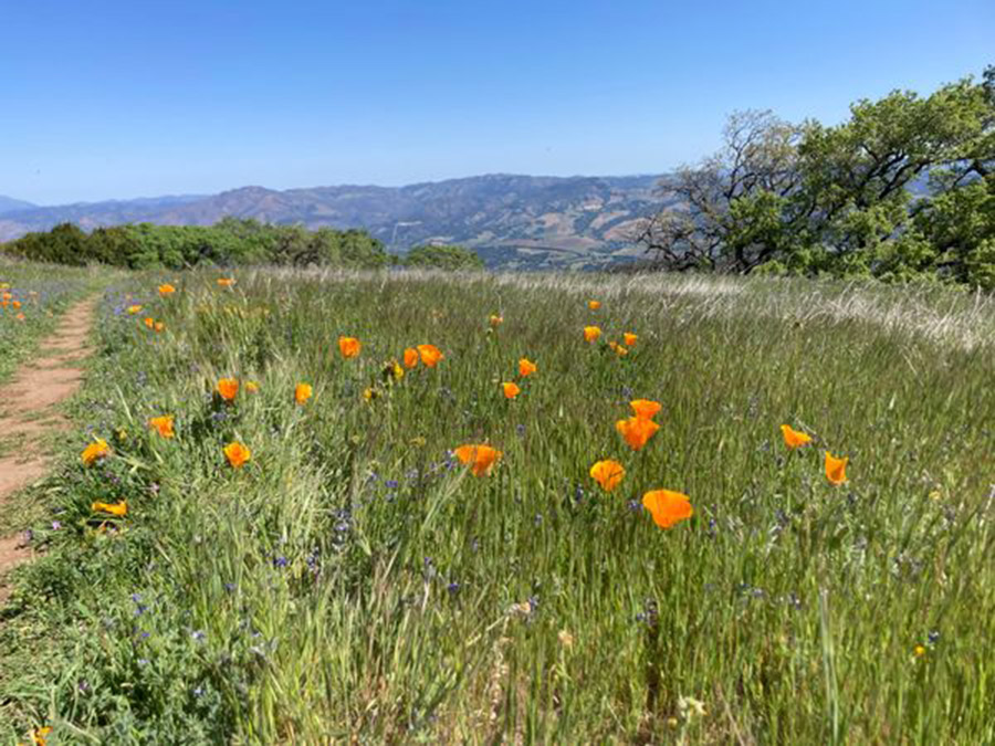 North Sonoma Mountain