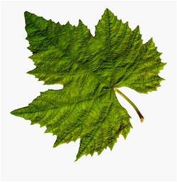 grape leaf