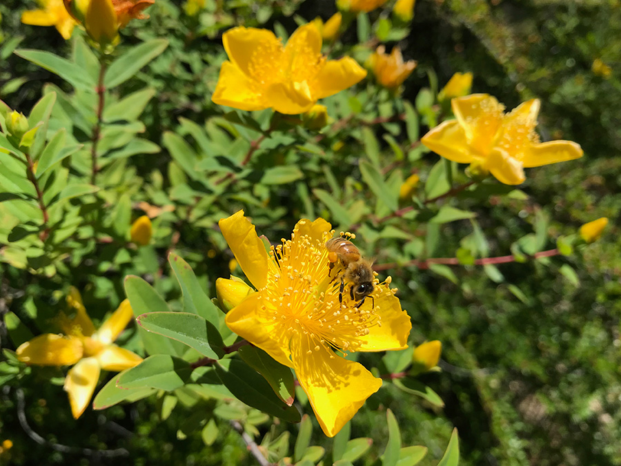 Bee pollinating a flower in Sonoma Botanical Garden, Glenn Ellen, CA