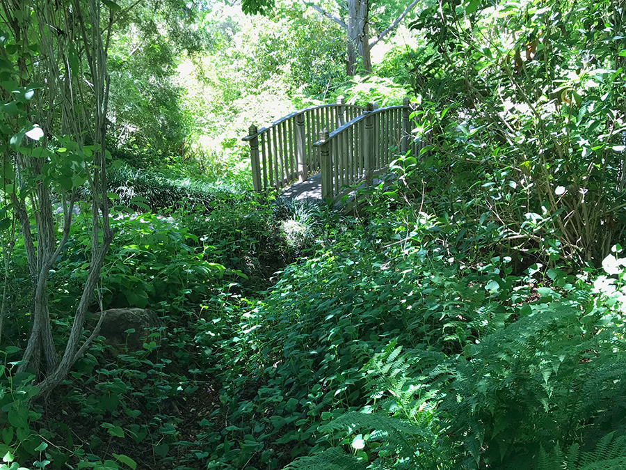 Bridge in Sonoma Botanical Garden, Glenn Ellen, CA