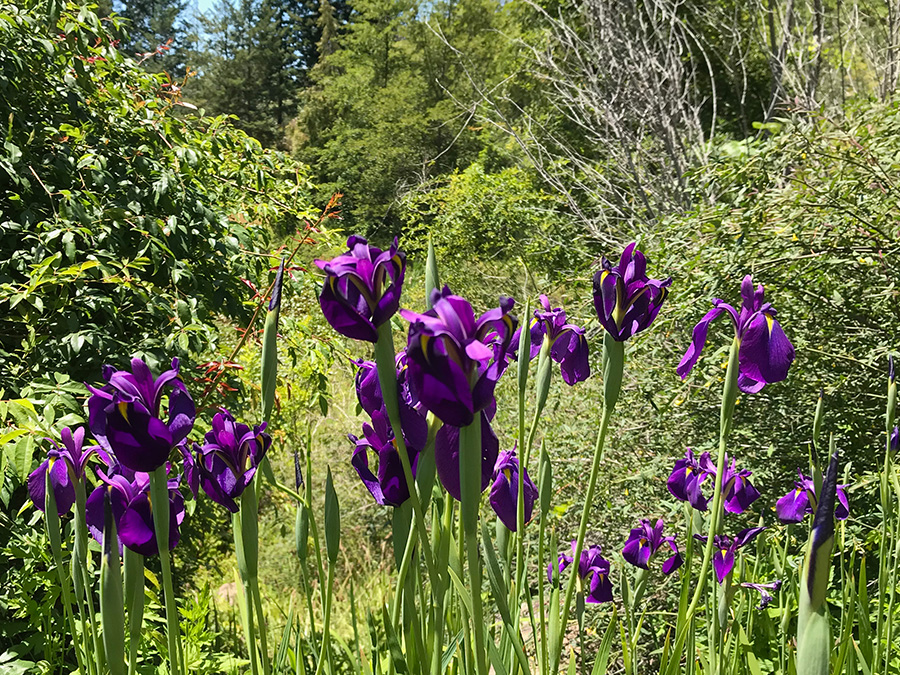 Flowers in Sonoma Botanical Garden, Glenn Ellen, CA