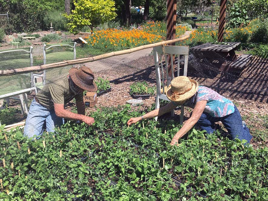 Volunteers at Sonoma Ecology Center garden