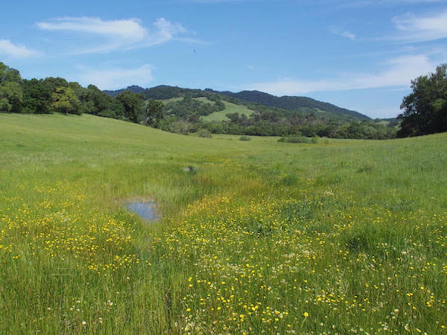 Wildflowers bloom in a green meadow