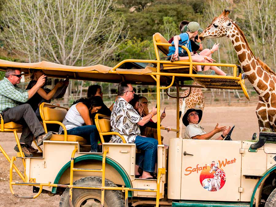 A group photographs a giraffe up close while on safari at Safari West Wildlife Preserve & African Tent Camp, Santa Rosa