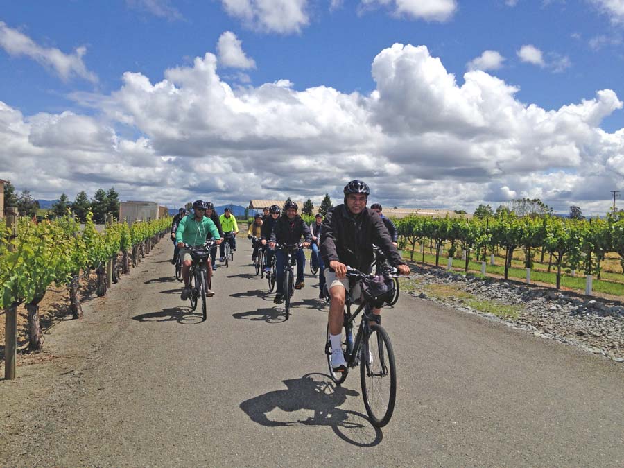 People cycle on a road surrounded by green vineyards