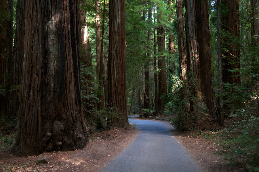 Paved walking path in Armstrong Redwoods State Natural Reserve 