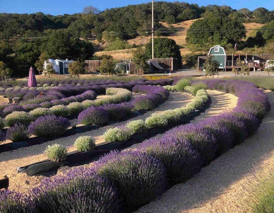 Lavender labyrinth at Bees N Blooms in Santa Rosa