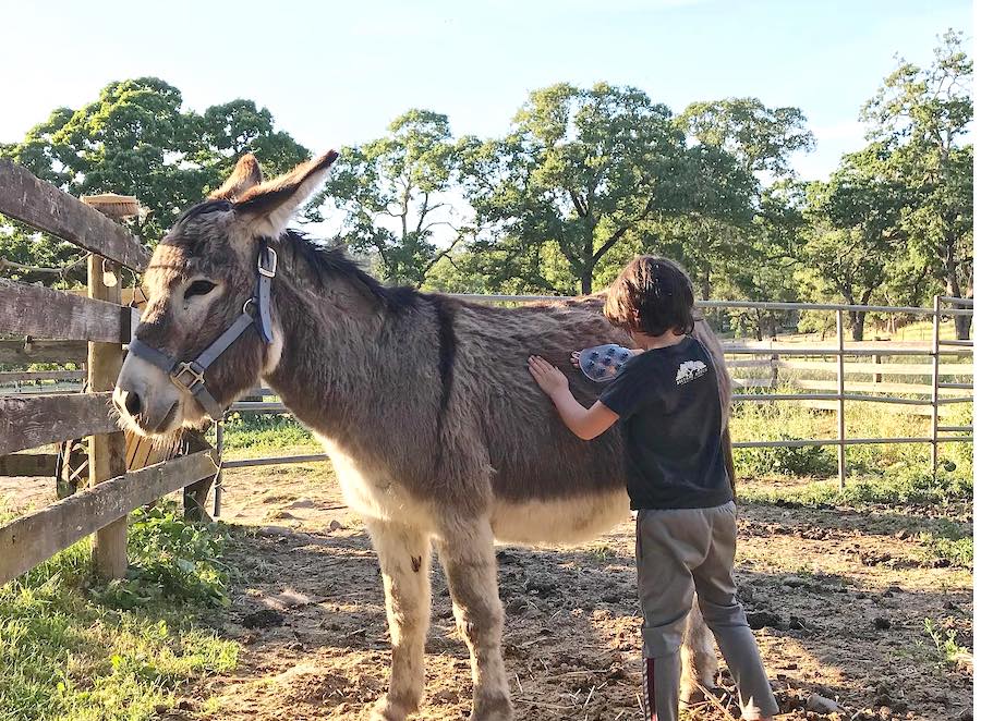 One of the resident burros at Beltane Ranch in Glen Ellen