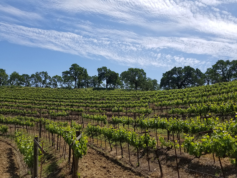 Warnecke Ranch in Sonoma