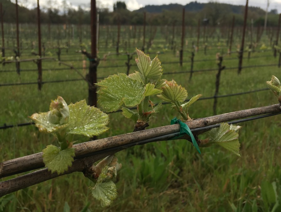 Bud break is the official start of the vineyard growing season — Photo by Melanie Wynne