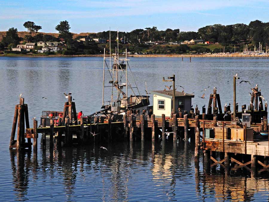 A pier in Bodega Bay has birds sitting on it during the sunset in Sonoma County