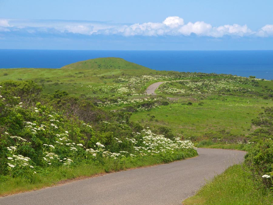 Wildflowers bloom along Bay Hill Road in Sonoma County