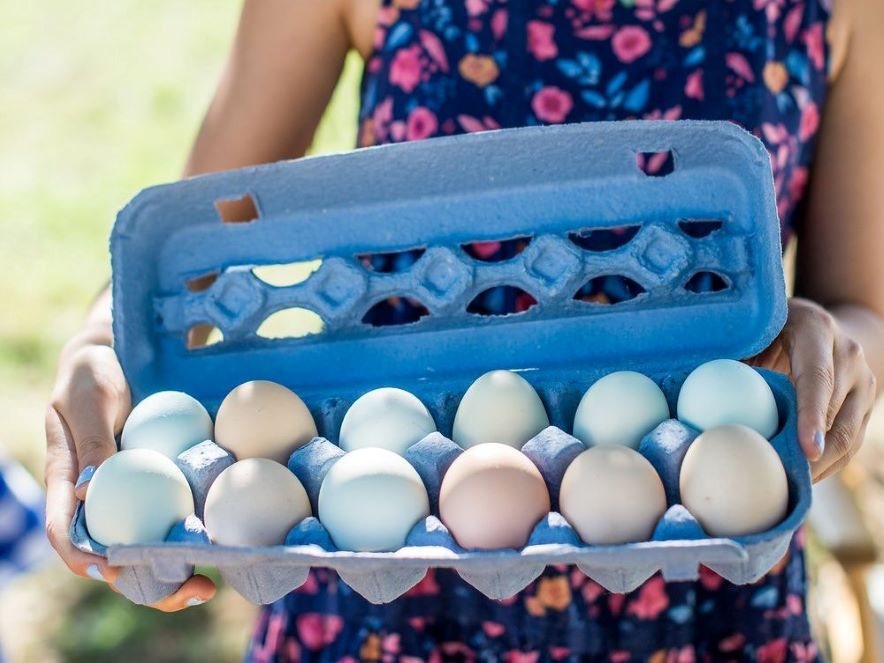 A young girl holding eggs at Redwood Hill Farm-Capracopia. 