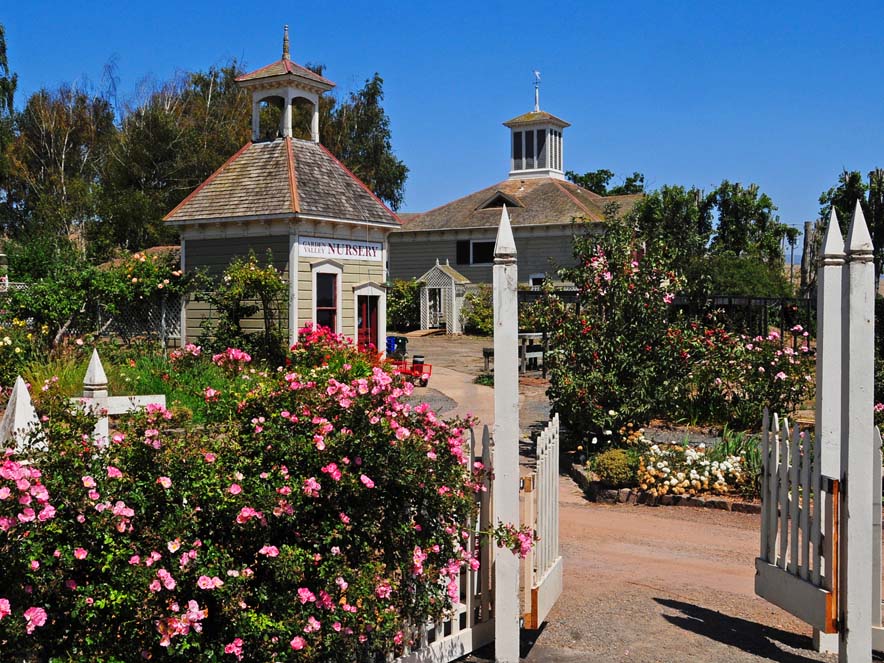 Roses bloom with a white picket fence surrounding them