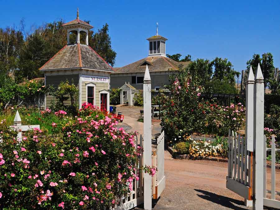 A white fence surrounds a rose garden