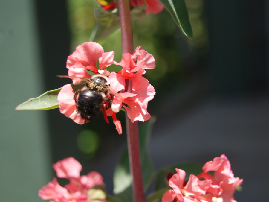 A black bee clings on to a blooming pink flower in the garden in Sonoma County