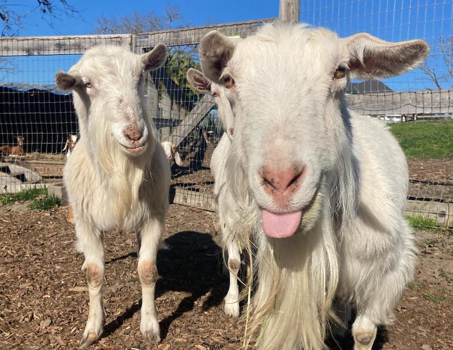 Goats at Goatlandia, a farm animal sanctuary in Santa Rosa 