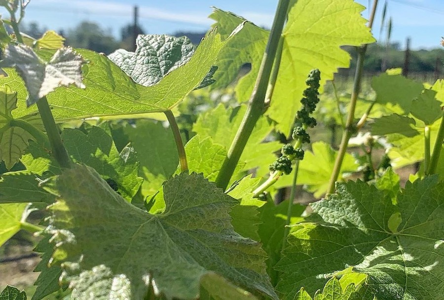 Grapevine flowering 