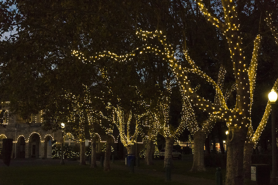 Holiday lights in the trees of Sonoma Plaza