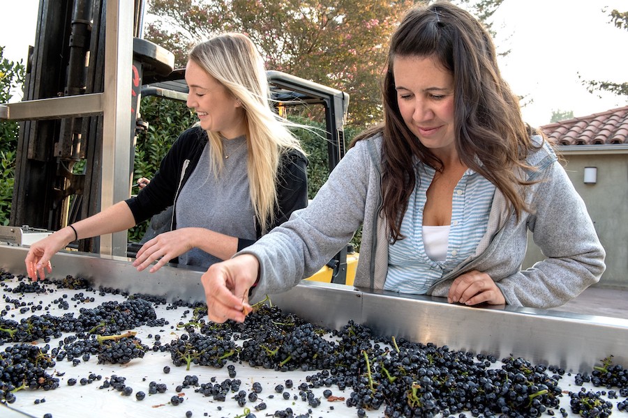 Sorting winegrapes by hand at a sorting table 