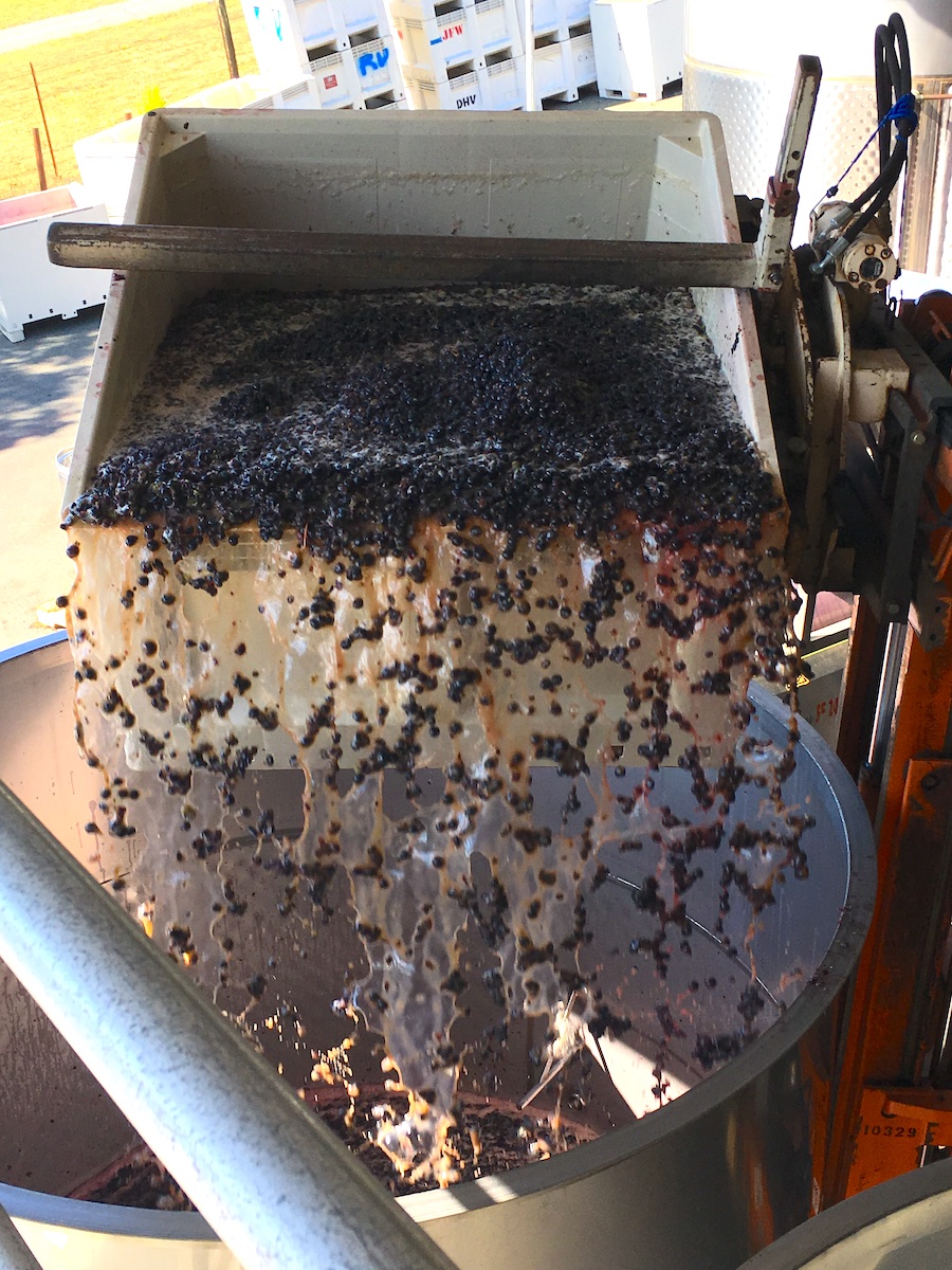 After sorting, black grapes get transferred to bins, vats, or stainless steel tanks to ferment on their skins